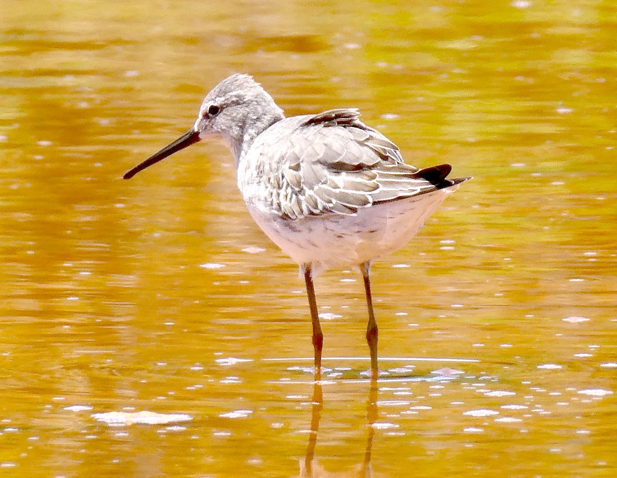 Stilt Sandpiper - ML640357858