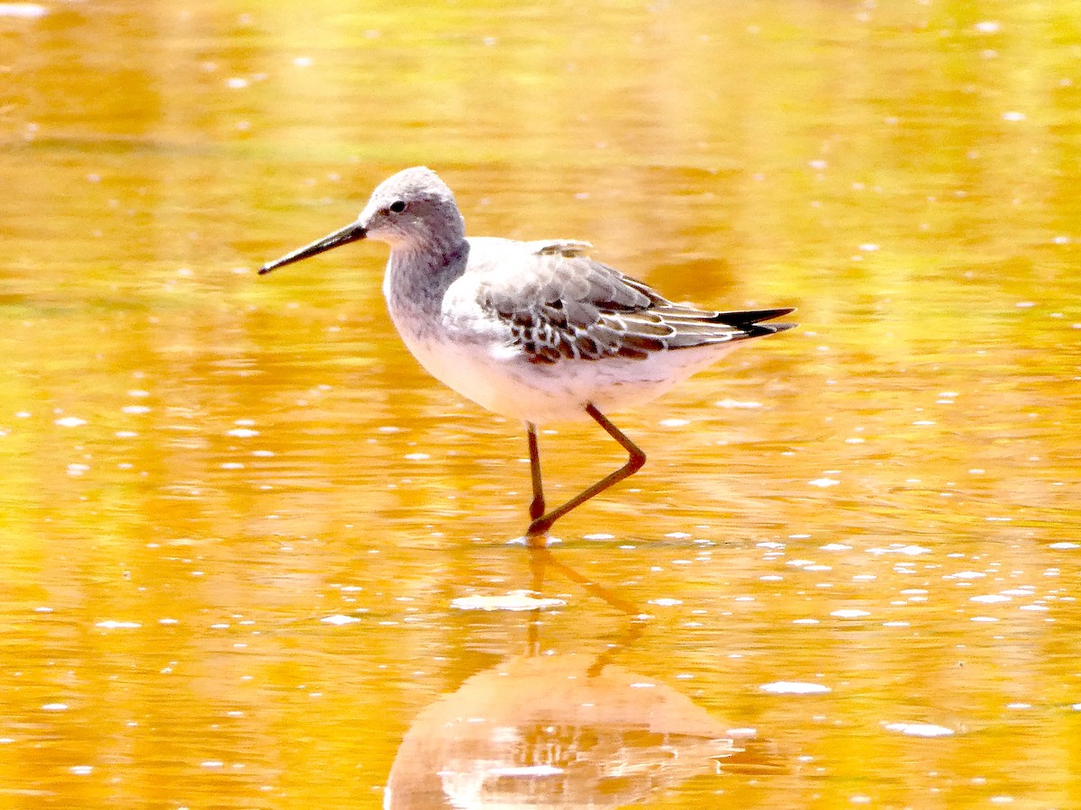 Stilt Sandpiper - ML640357859