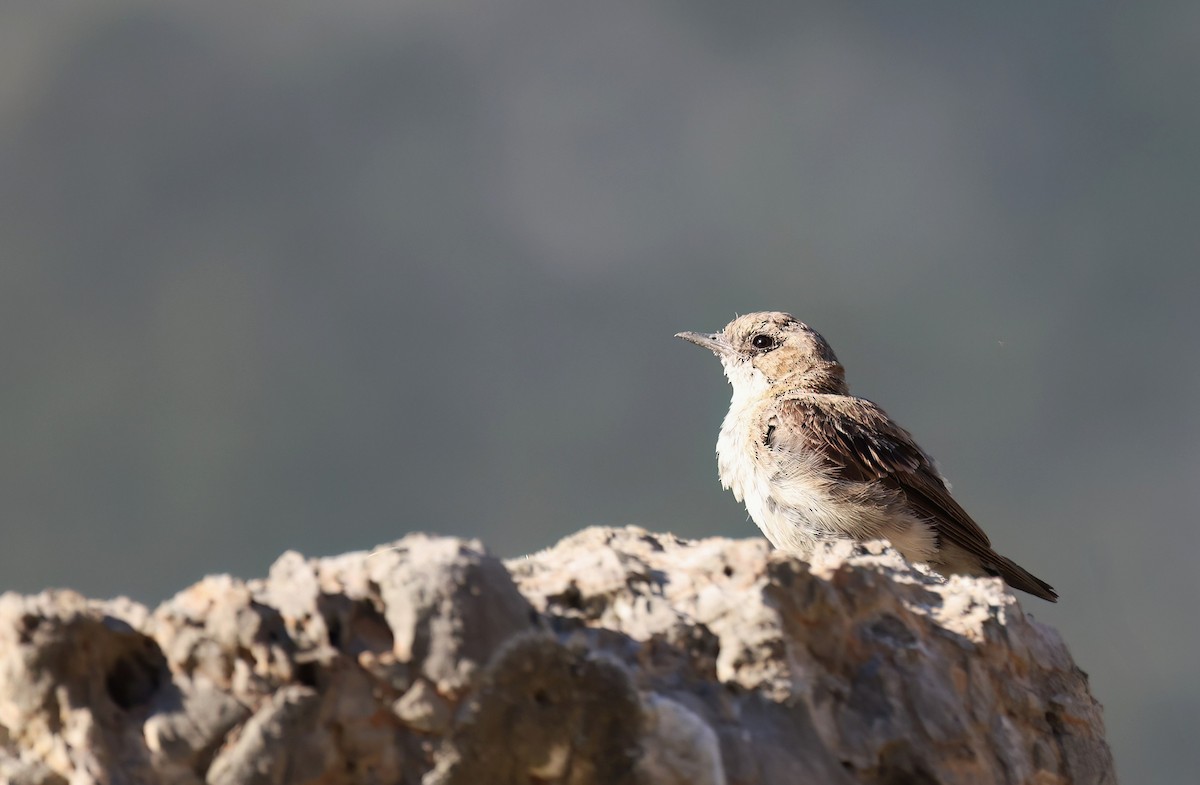 Eastern Black-eared Wheatear - ML640357891