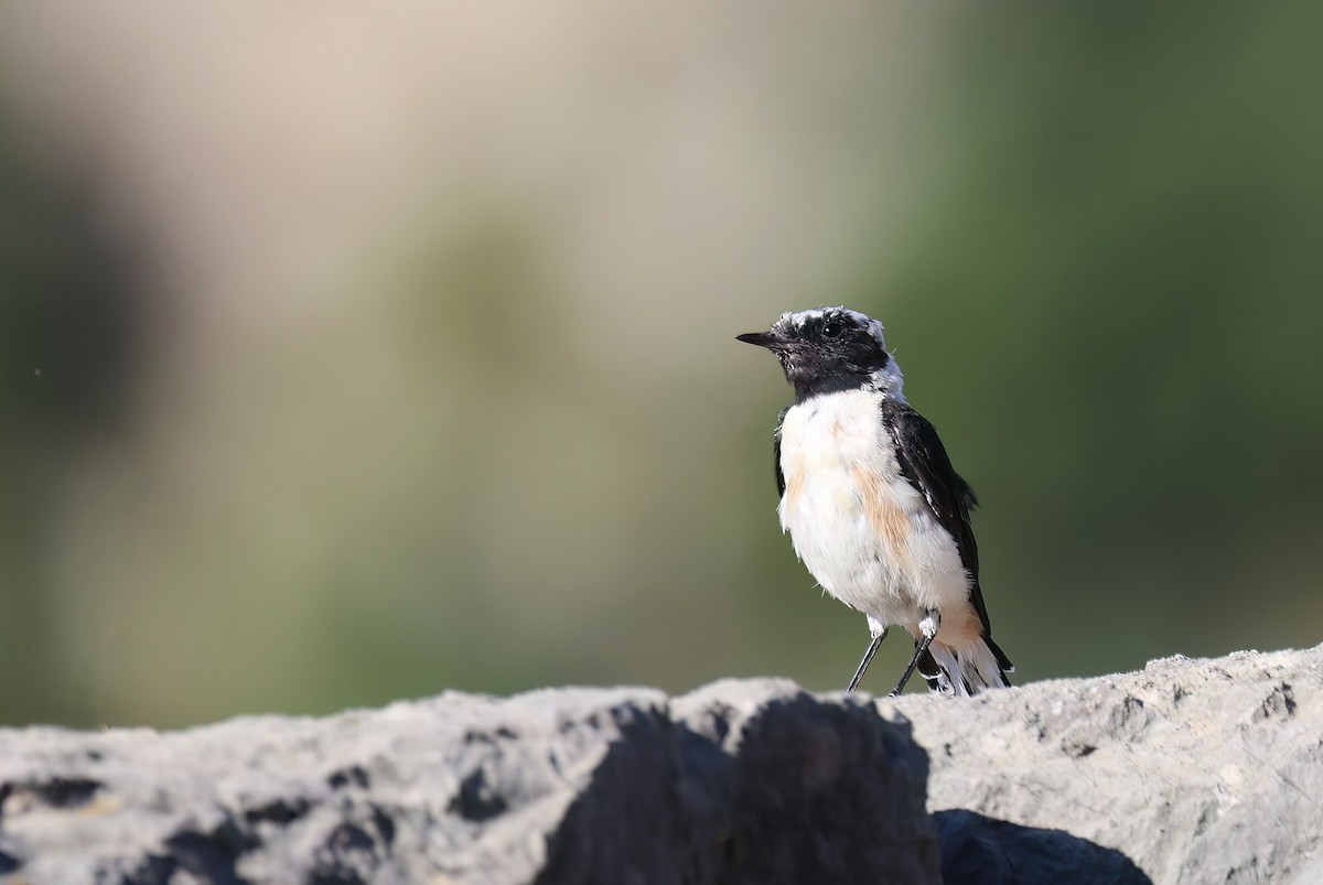 Eastern Black-eared Wheatear - ML640357897