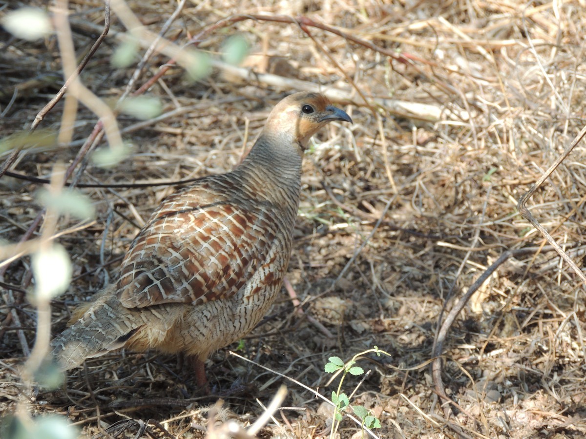 Gray Francolin - ML640357903