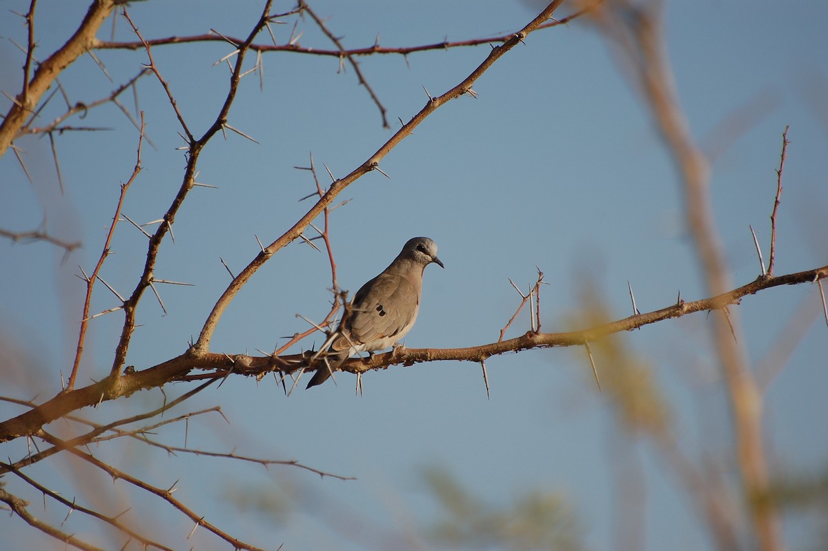 Black-billed Wood-Dove - ML640358055