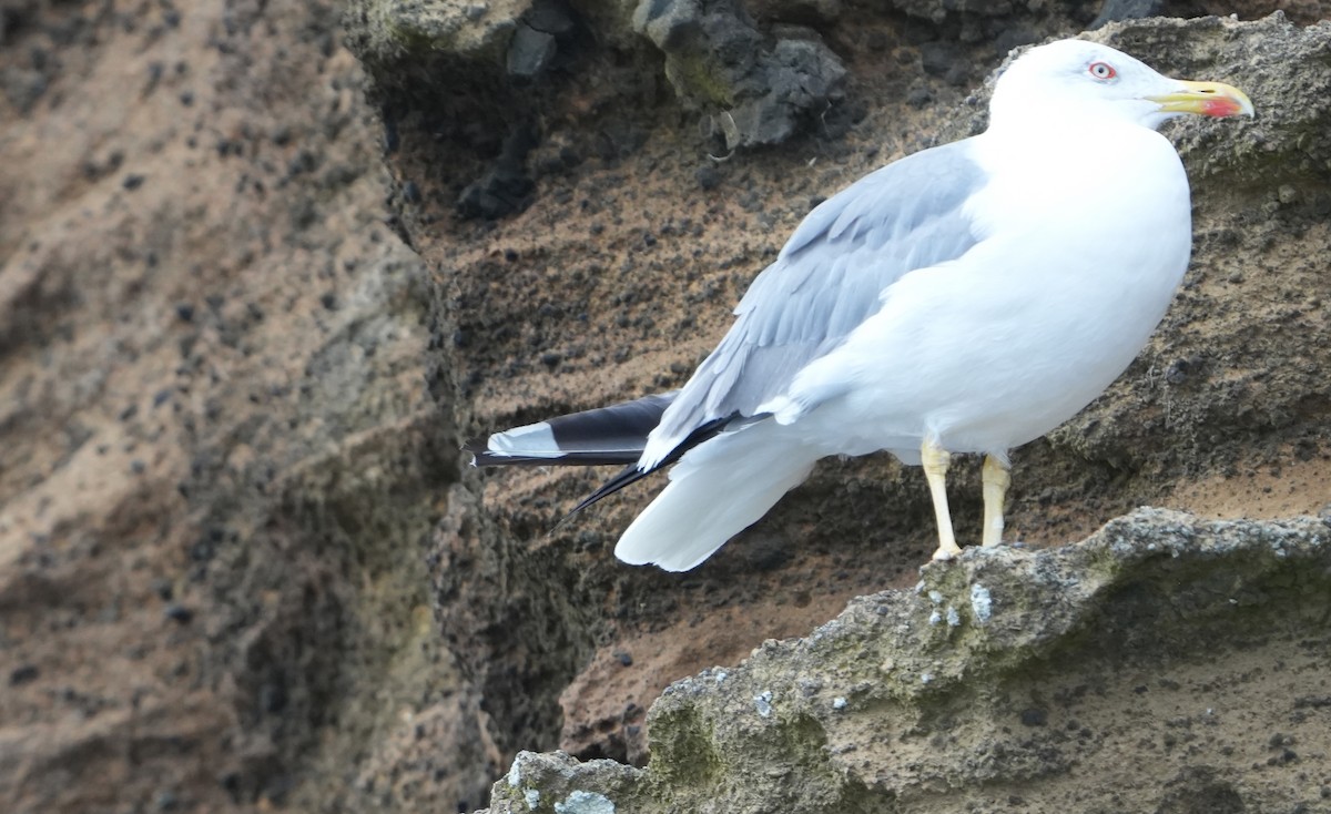 Yellow-legged Gull - ML640358091