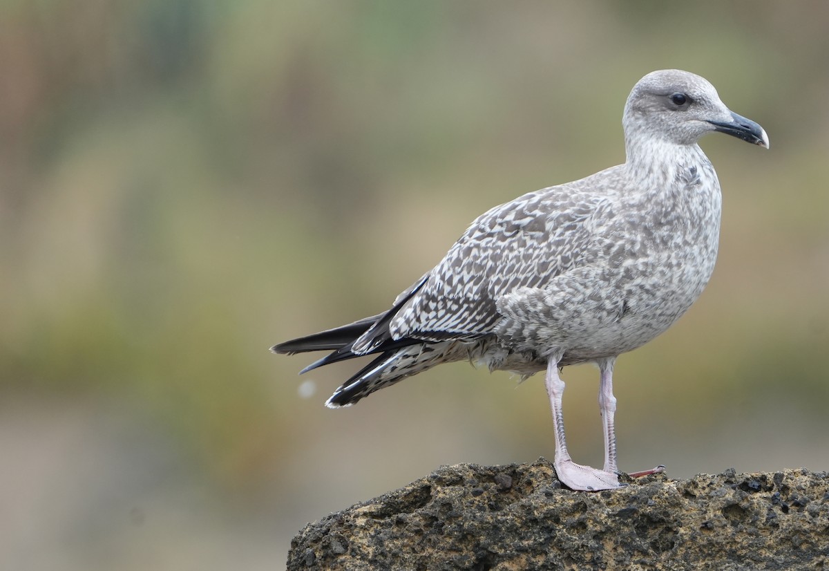 Yellow-legged Gull - ML640358092