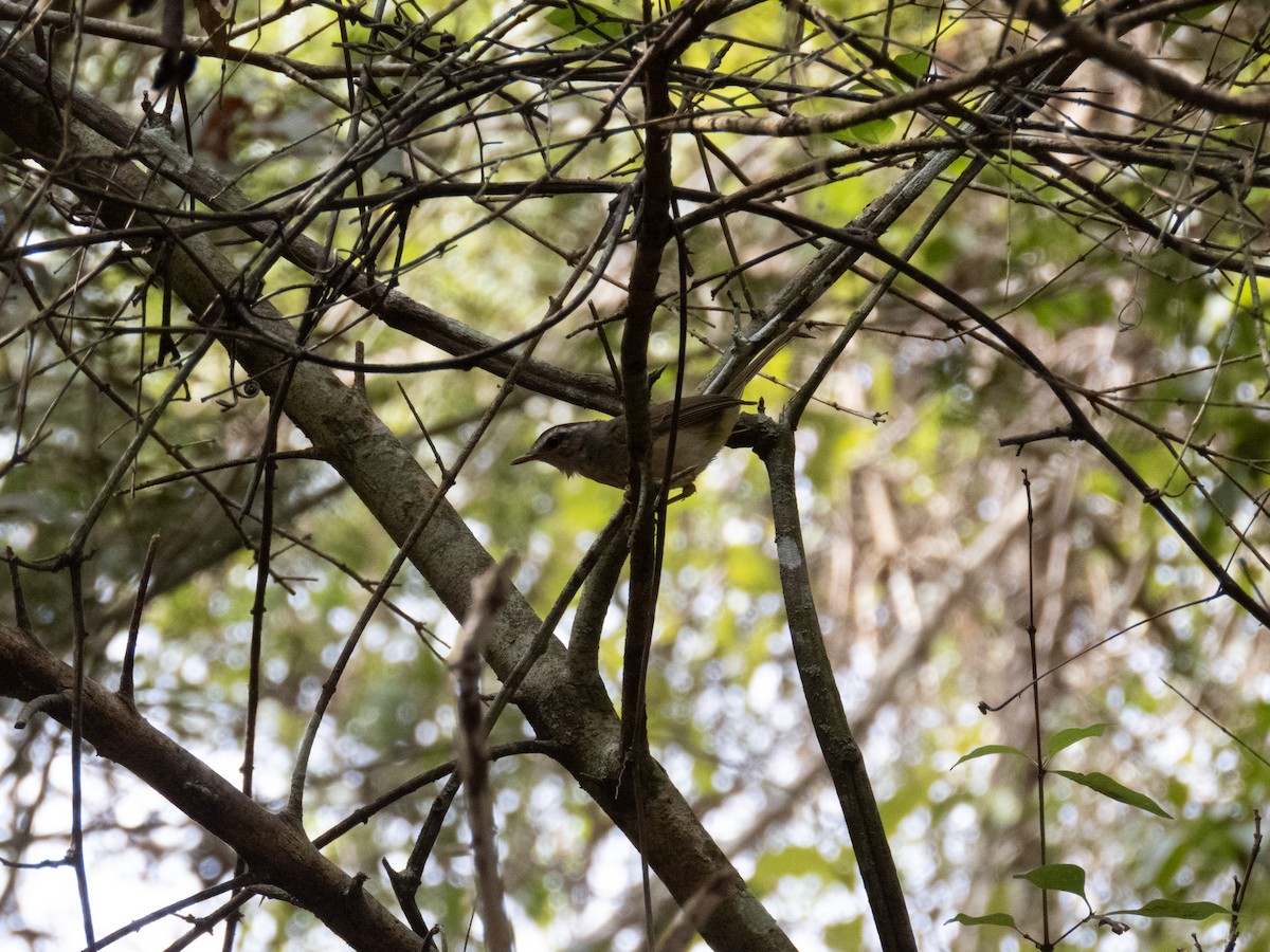 Golden-crowned Warbler - ML640358118