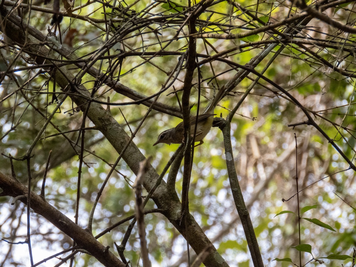 Golden-crowned Warbler - ML640358119
