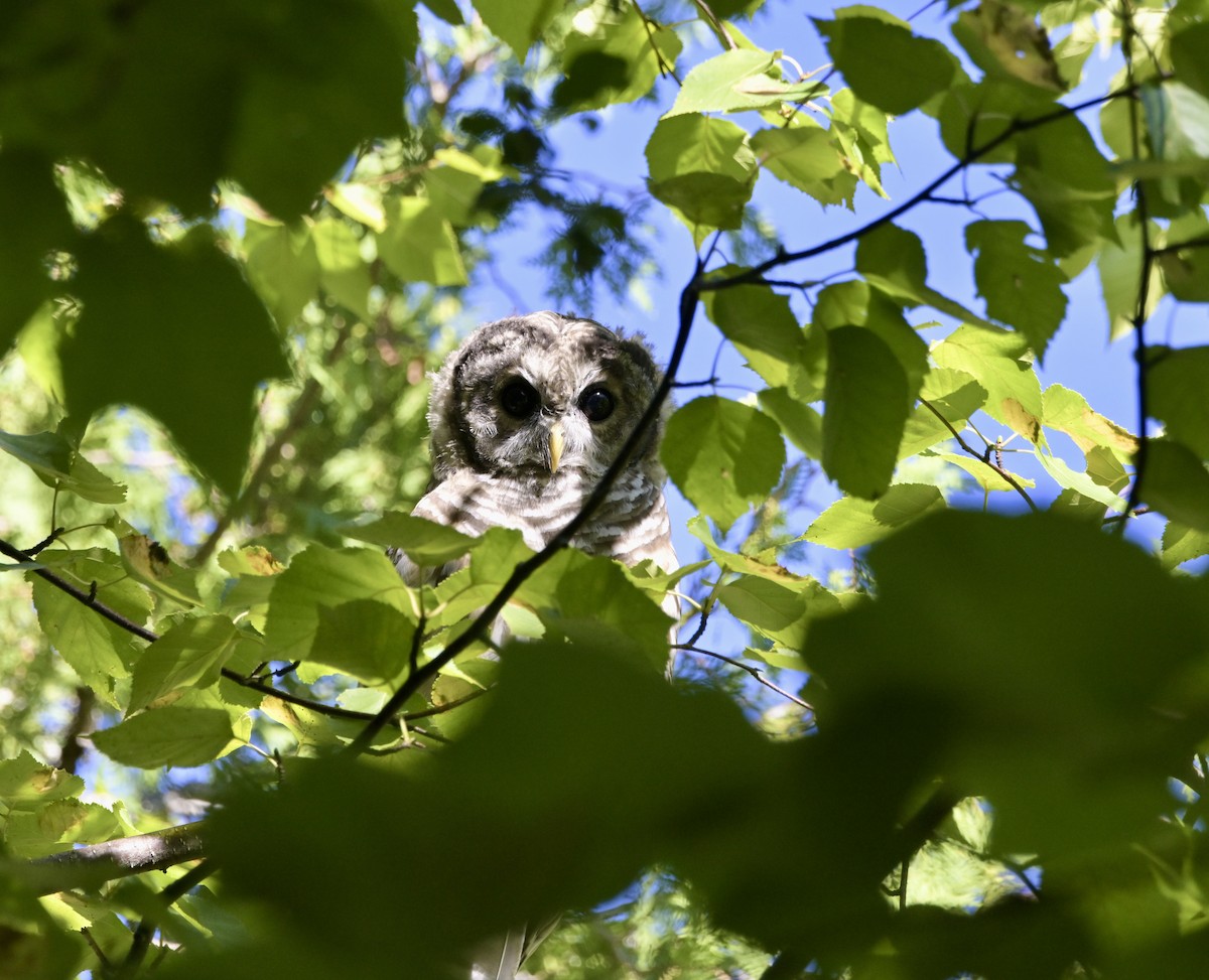 Barred Owl - ML640358146