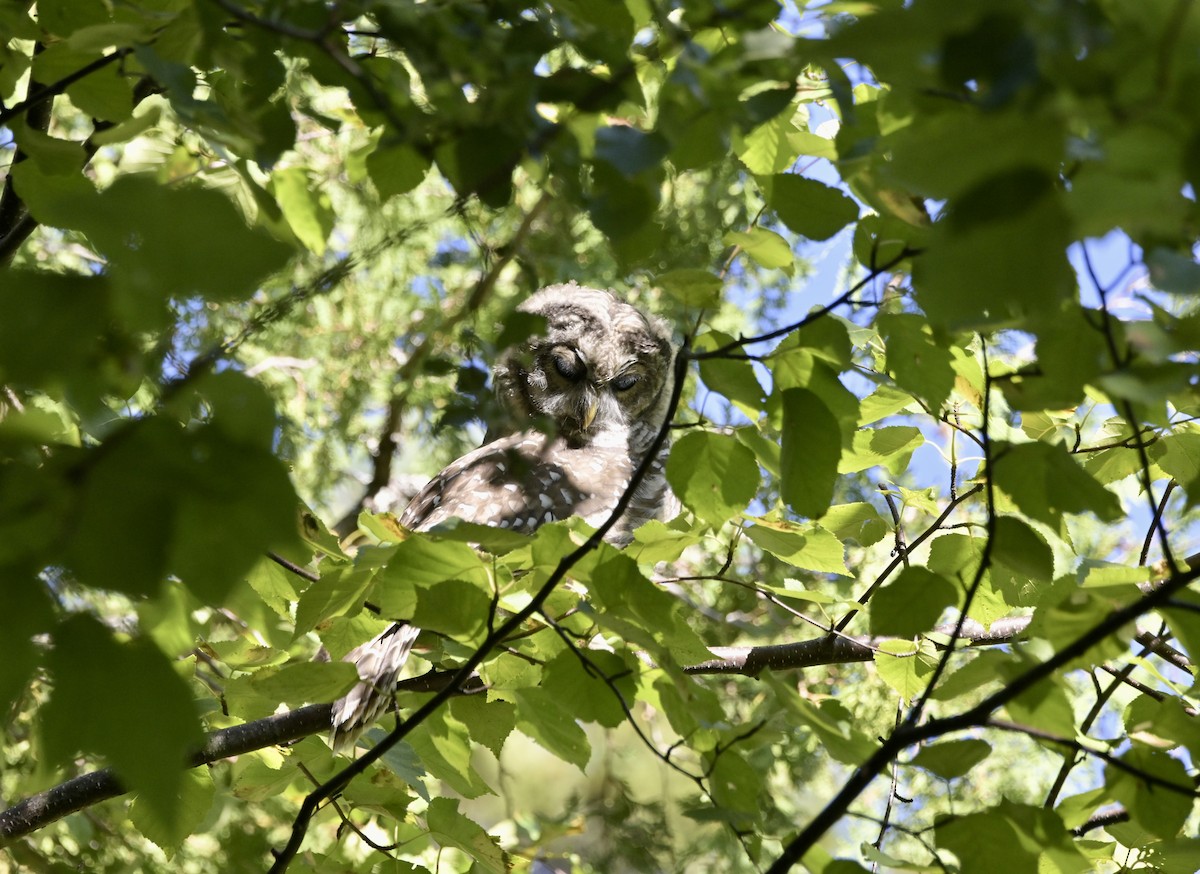 Barred Owl - ML640358147