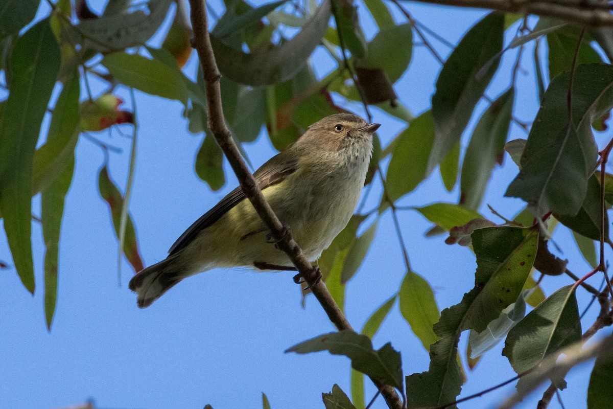 コバシムシクイ - ML640358156