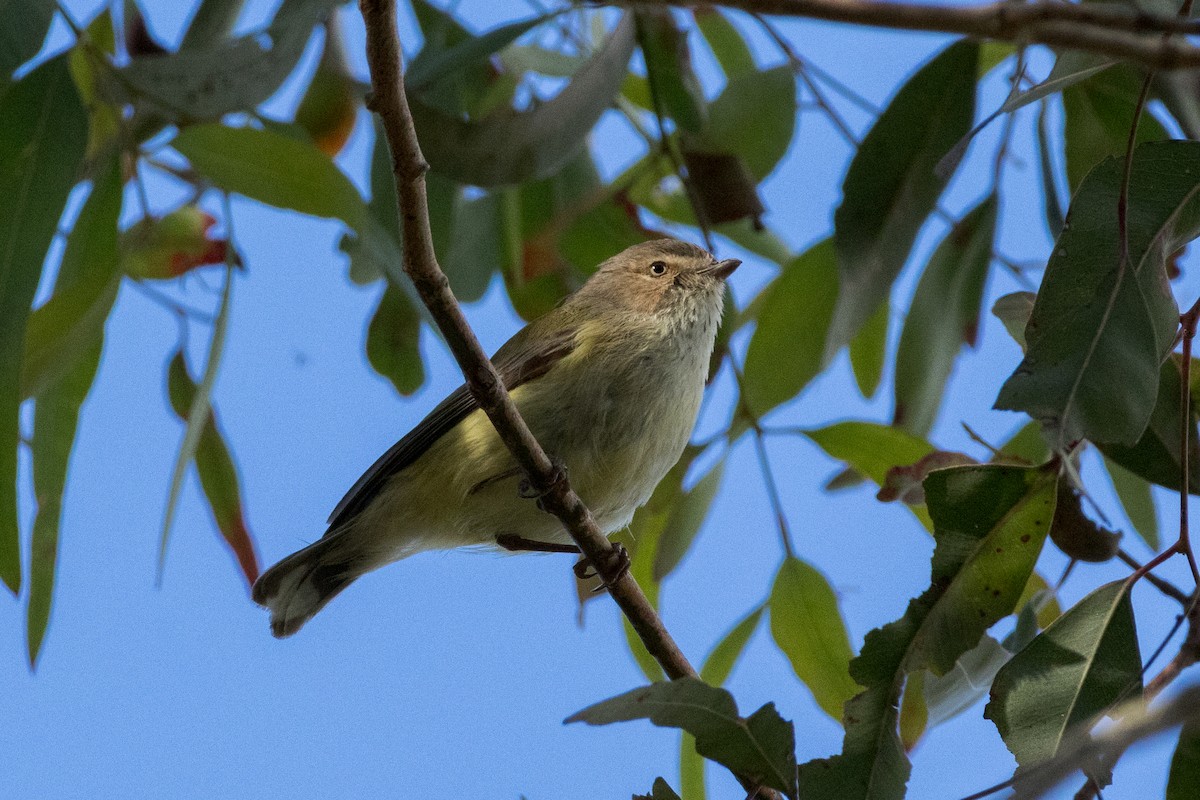 コバシムシクイ - ML640358157