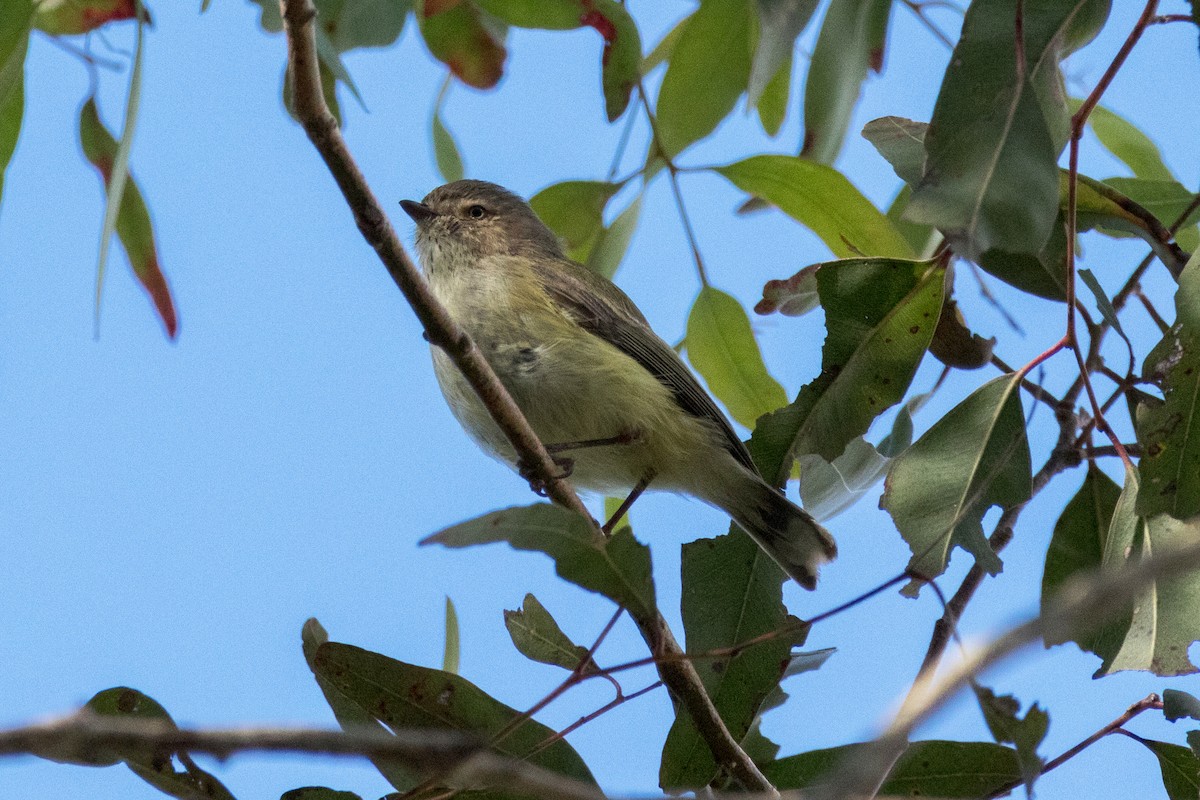 コバシムシクイ - ML640358158