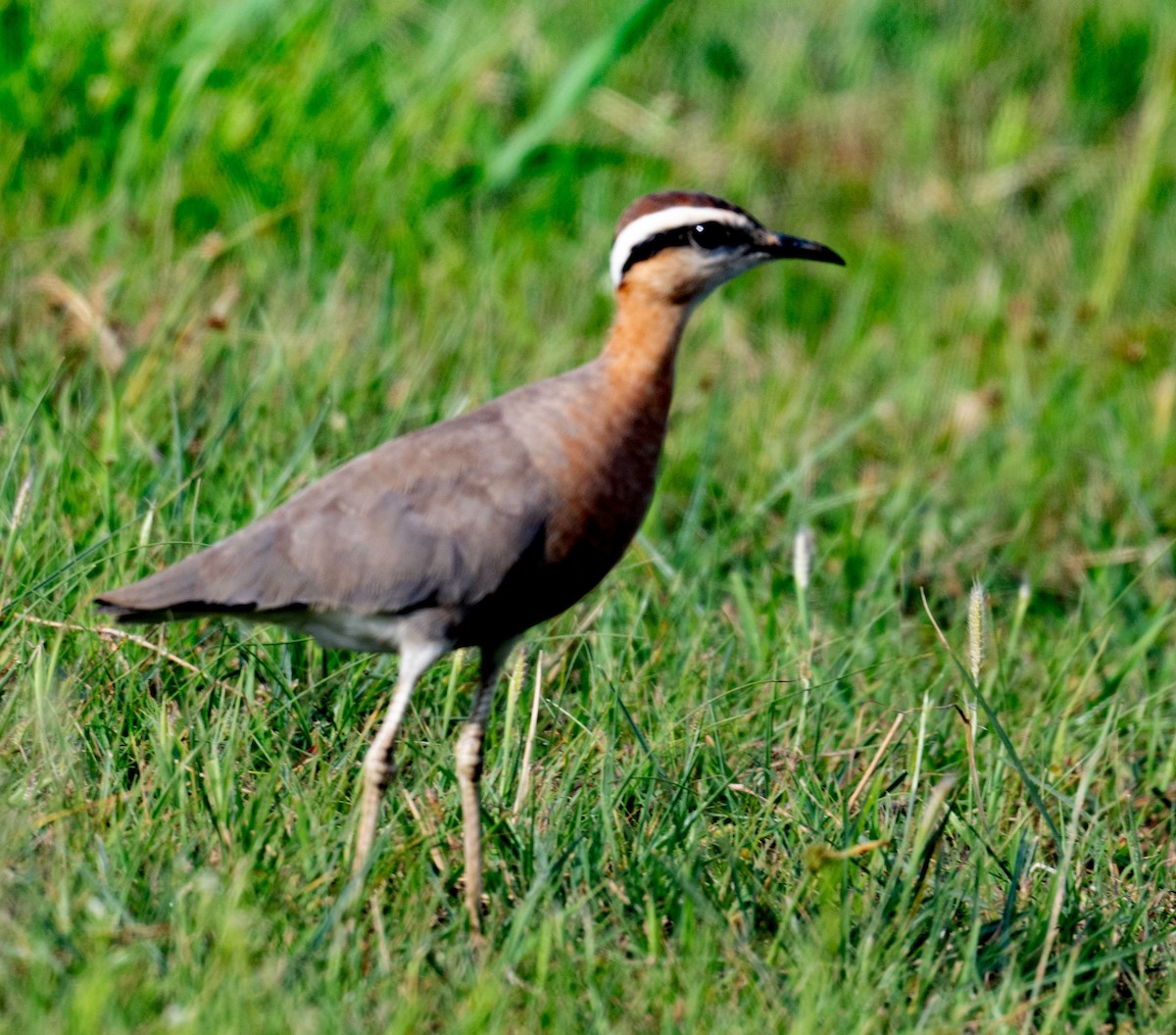 Courvite de Coromandel - ML640358186