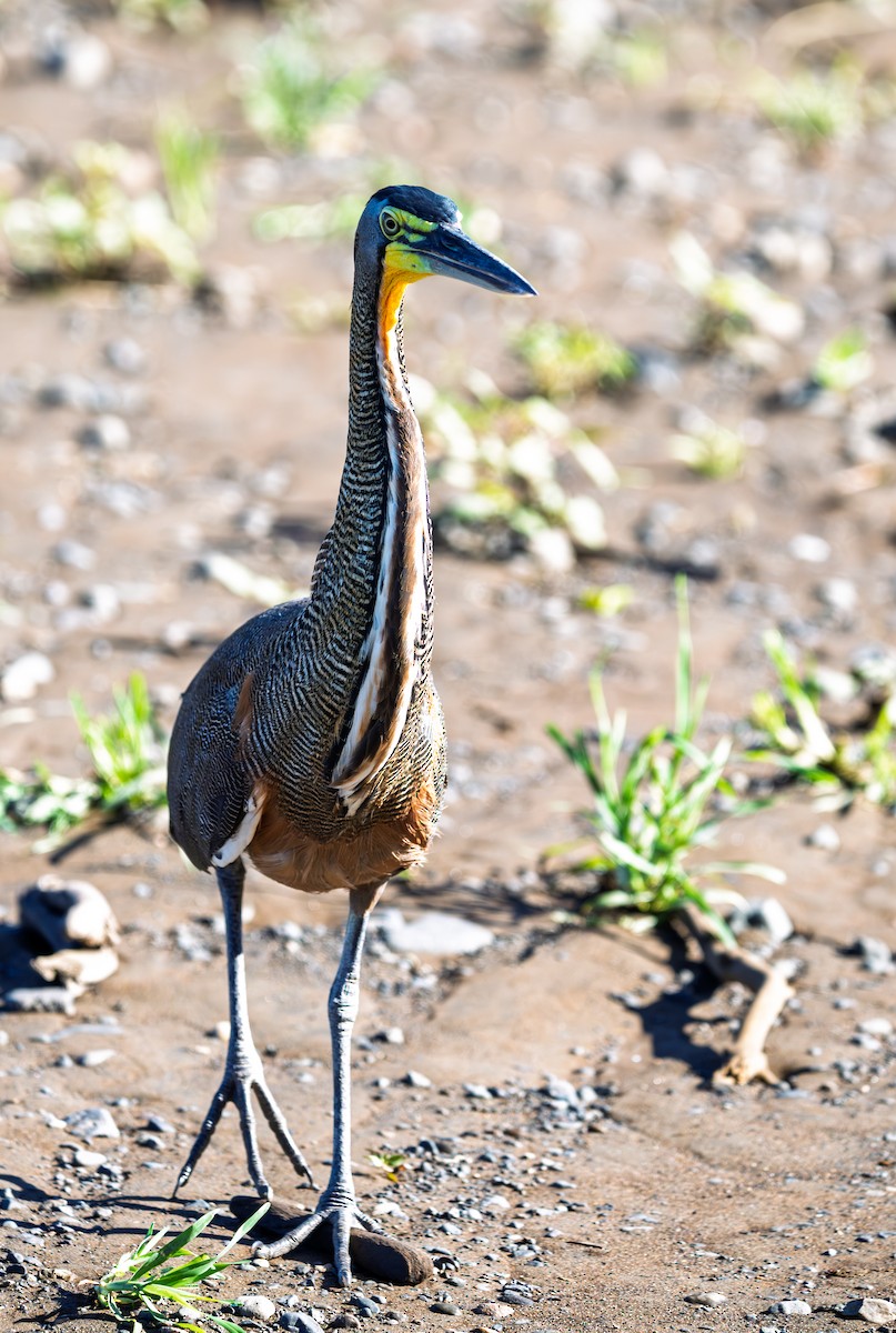Bare-throated Tiger-Heron - ML640358194