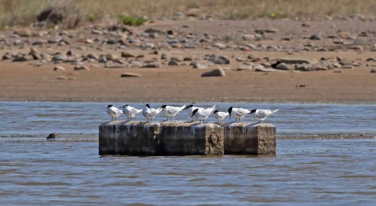 Roseate Tern - ML640358195