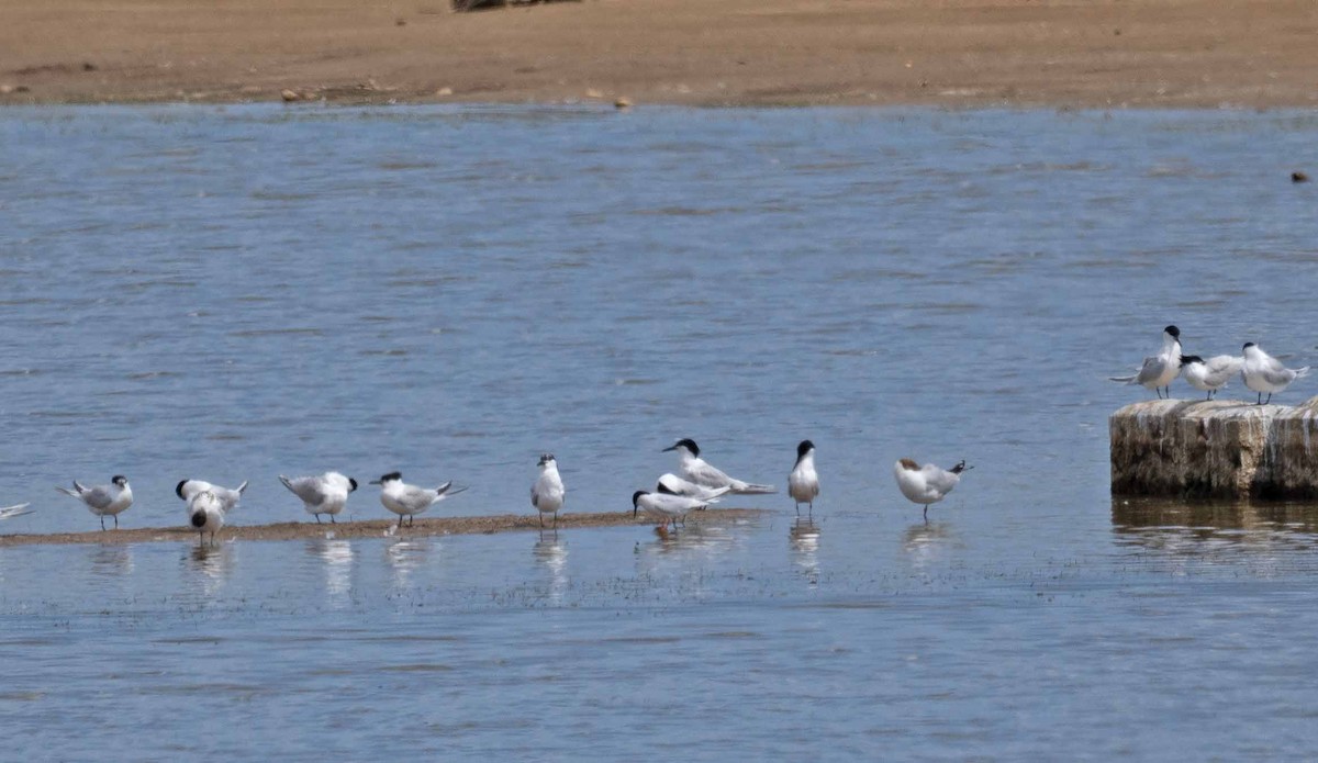 Roseate Tern - ML640358196