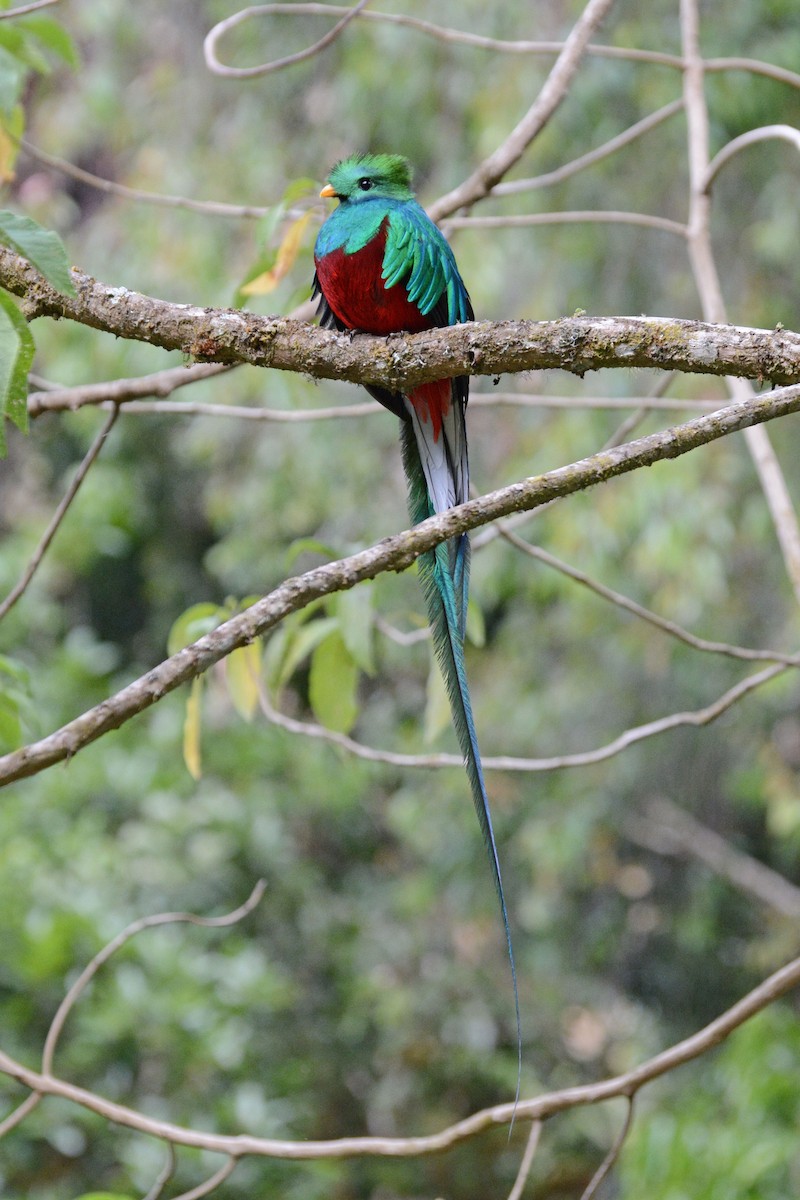 Resplendent Quetzal - Janet Rathjen