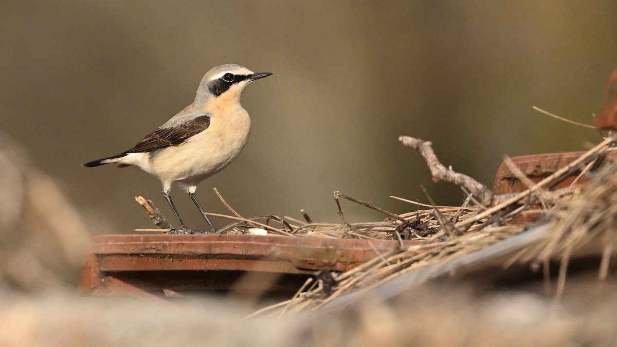 Northern Wheatear - ML640358229