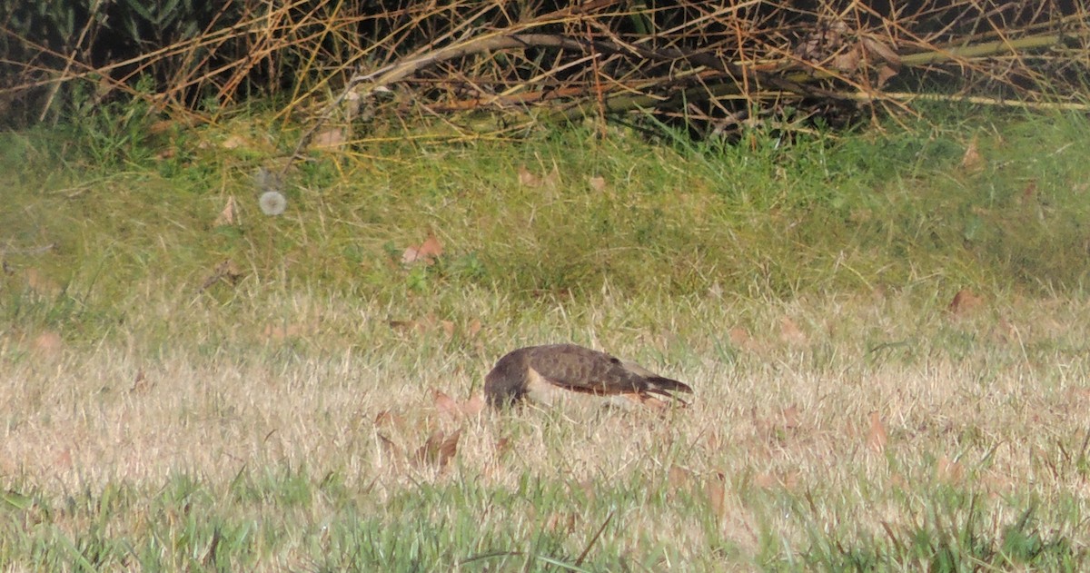 Roadside Hawk - ML640358248
