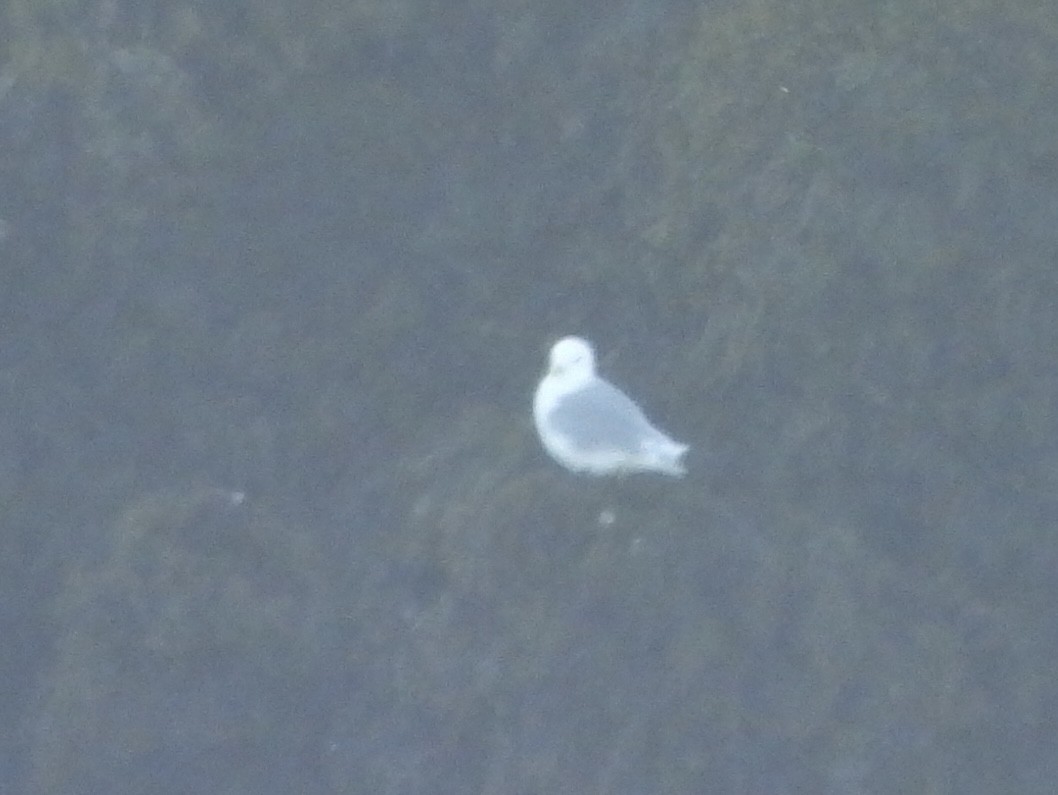 Black-legged Kittiwake - ML640358253