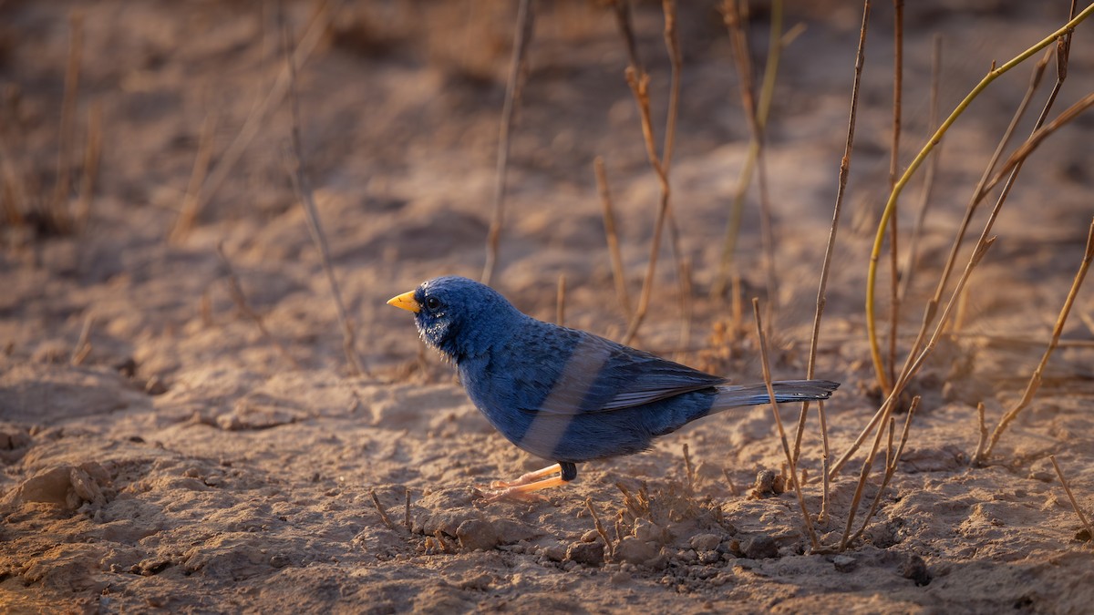 Blue Finch - ML640358312