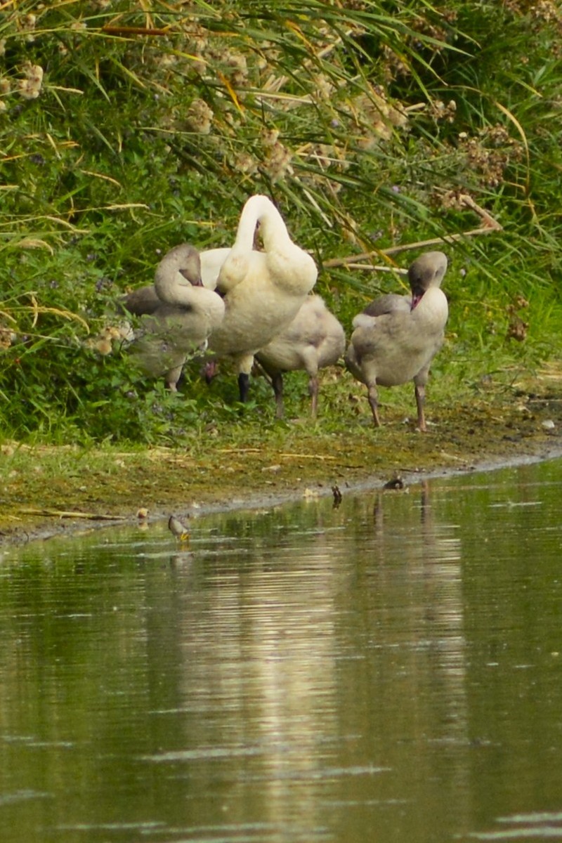 Trumpeter Swan - ML640358335