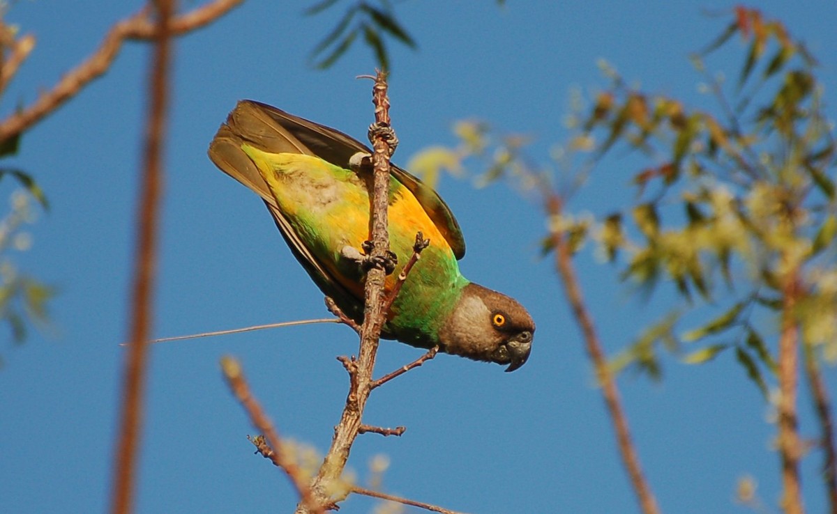Senegal Parrot - ML640358394