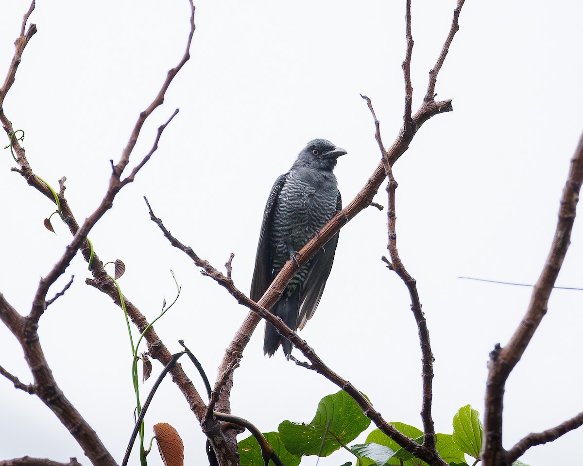 Bar-bellied Cuckooshrike - ML640358437