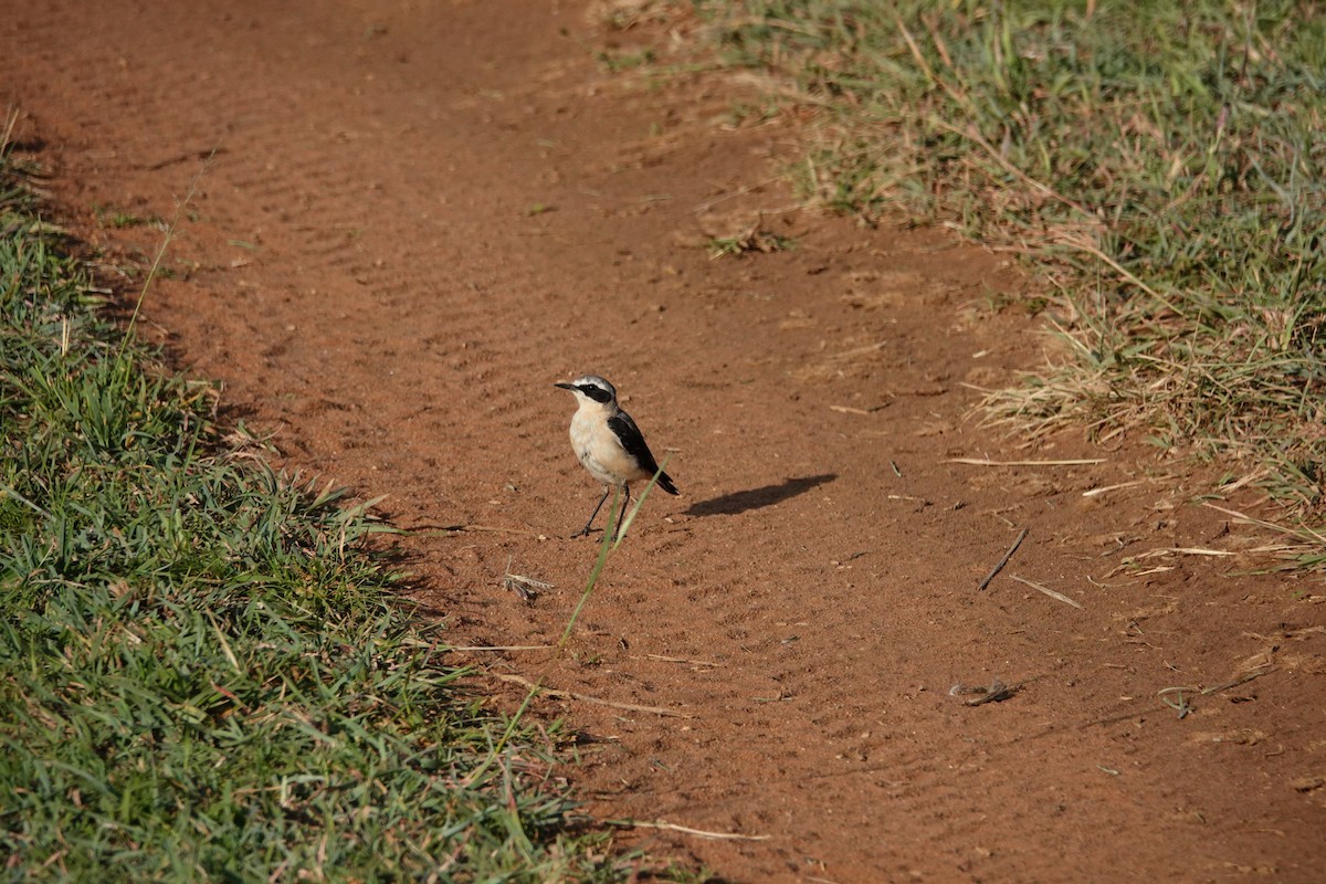 Northern Wheatear - ML640358439