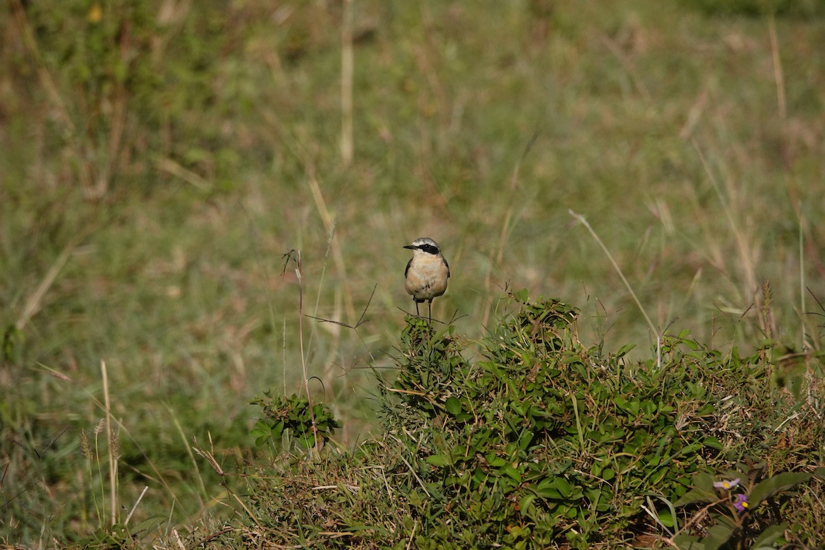 Northern Wheatear - ML640358440