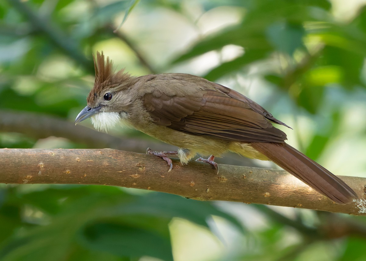Ochraceous Bulbul - ML640358446