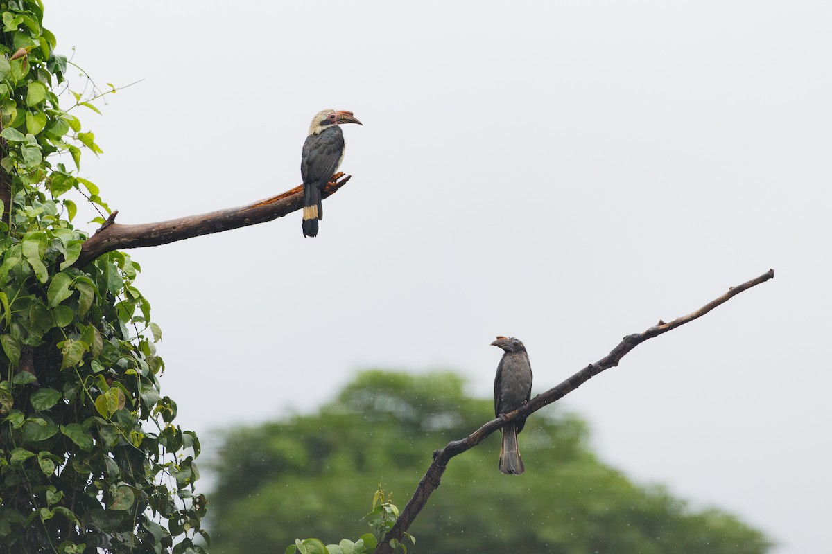 Luzon Hornbill - ML640358447