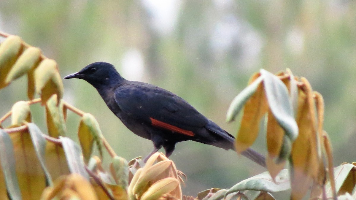 Slender-billed Starling - ML640358475