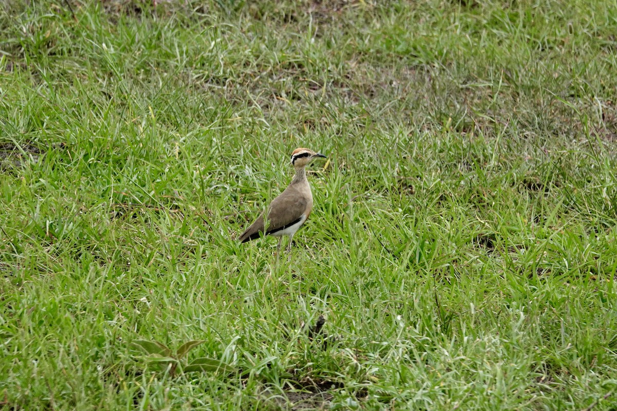 Temminck's Courser - ML640358499