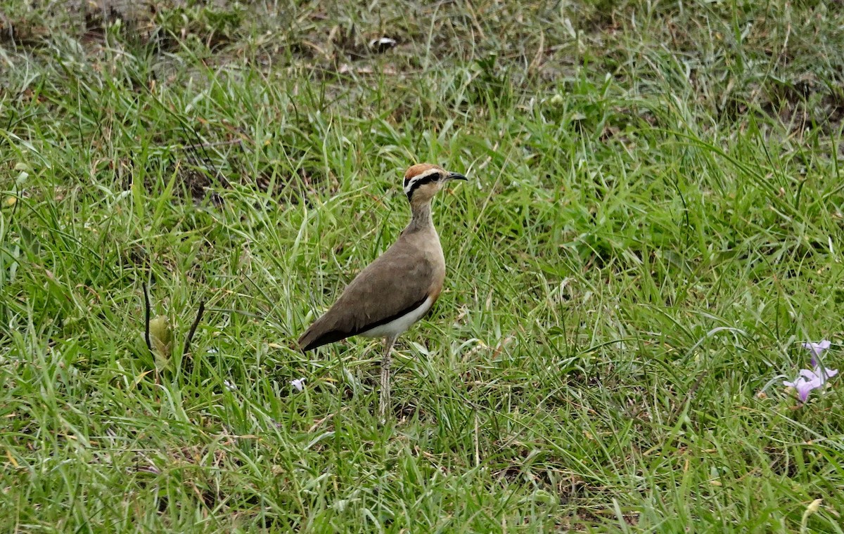 Temminck's Courser - ML640358504