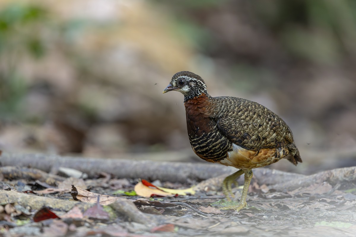 Sabah Partridge - ML640358537
