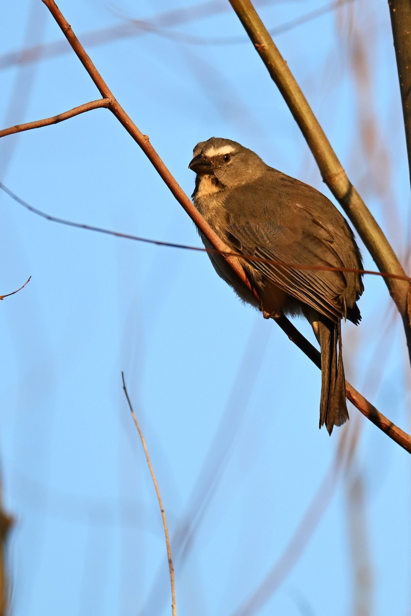 Bluish-gray Saltator - ML640358560