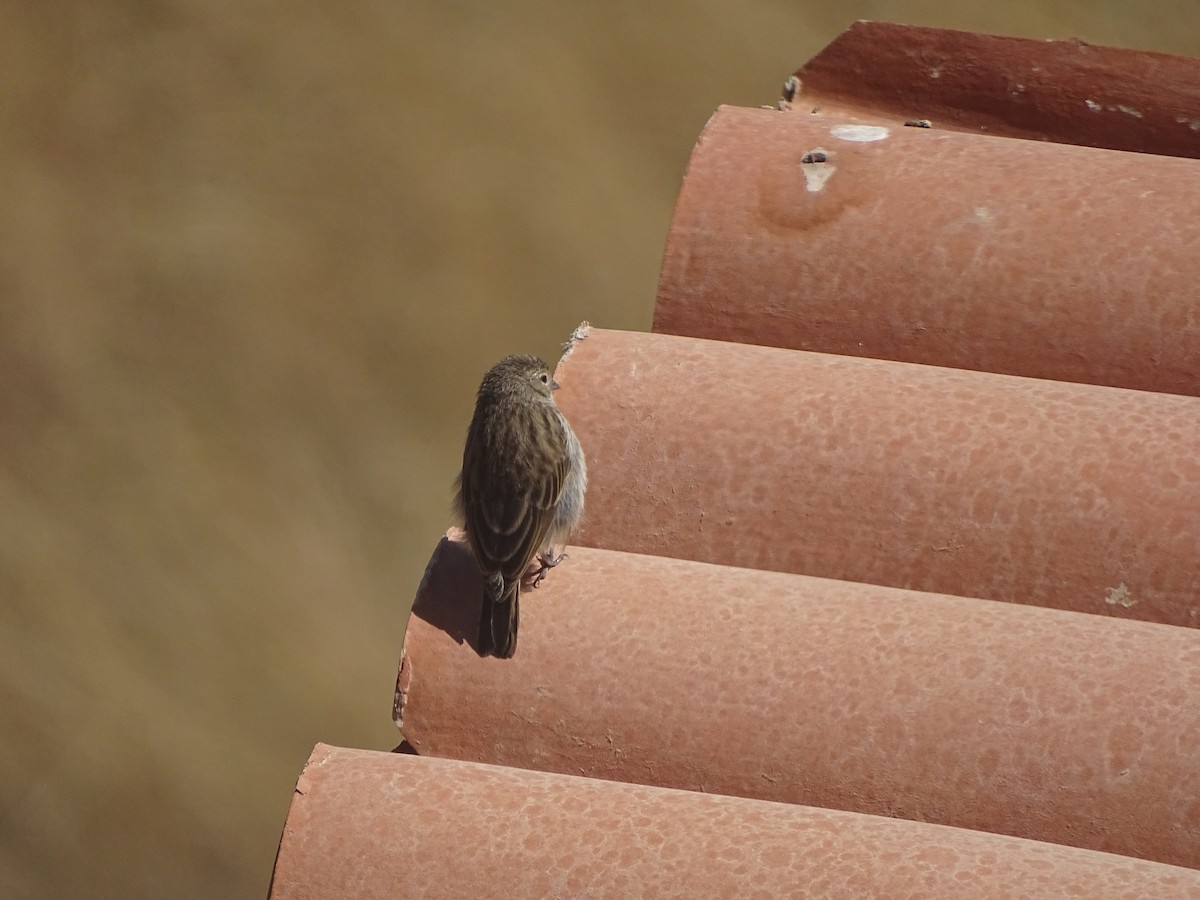 Ash-breasted Sierra Finch - ML640358607