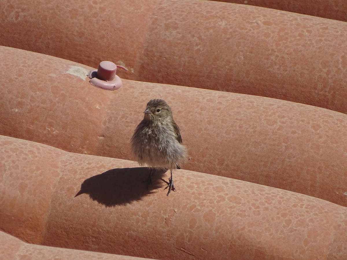 Ash-breasted Sierra Finch - ML640358614