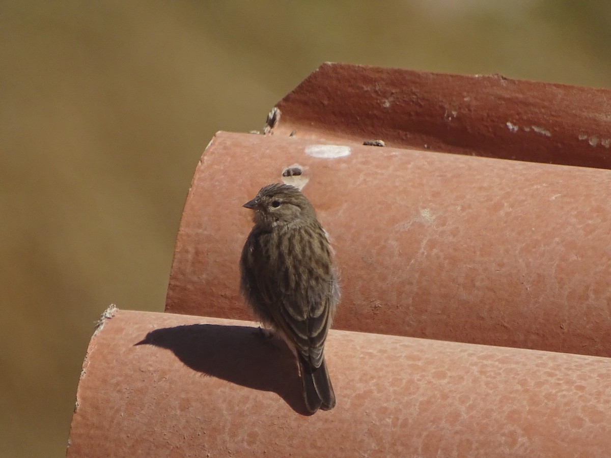 Ash-breasted Sierra Finch - ML640358626