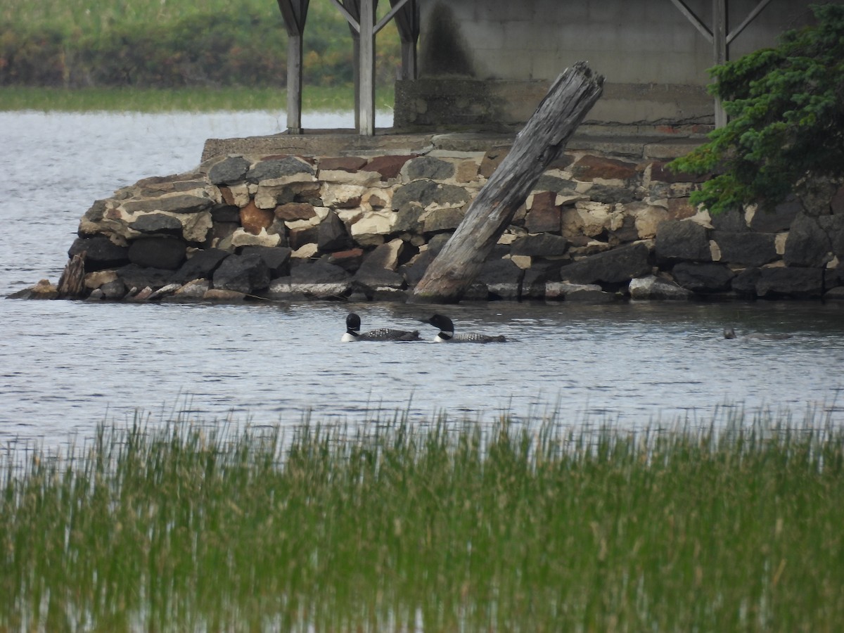 Common Loon - ML640358651