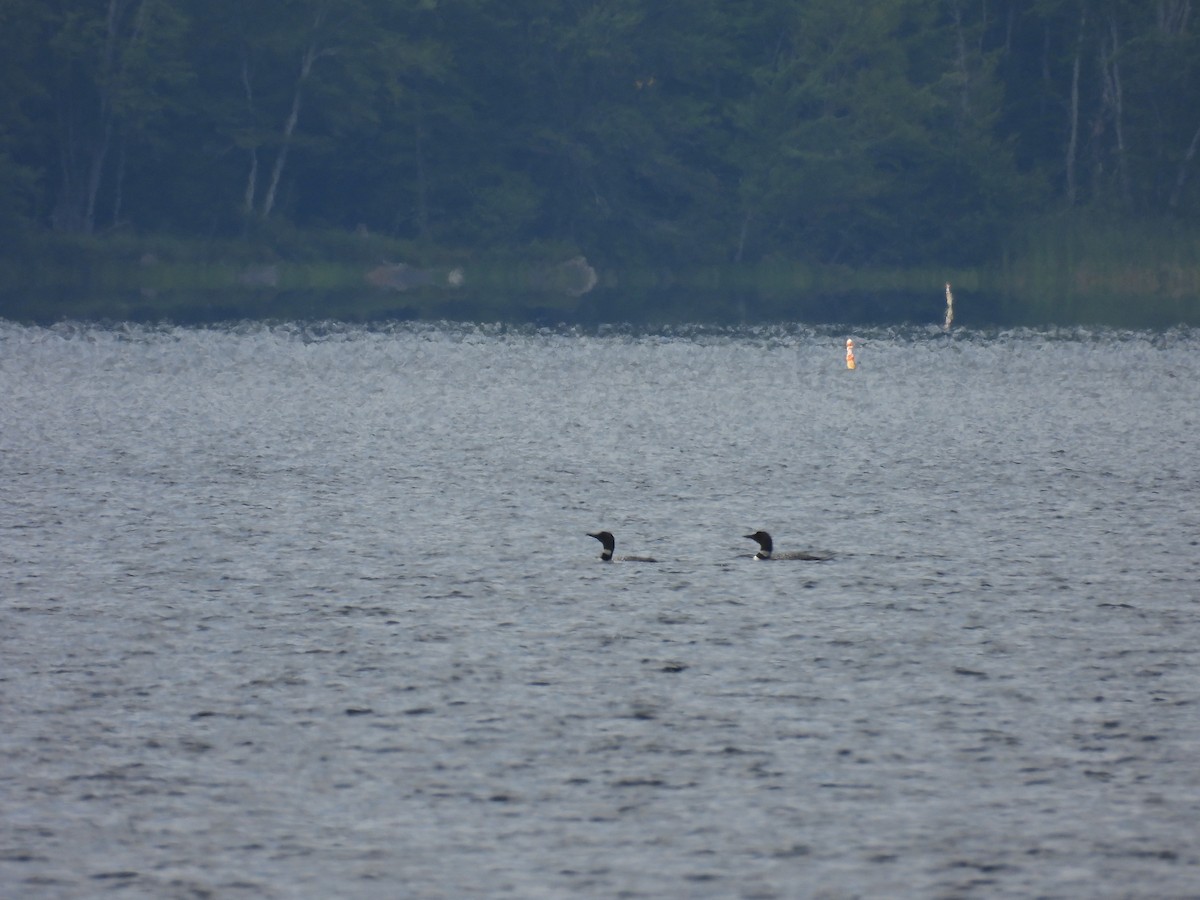 Common Loon - ML640358652
