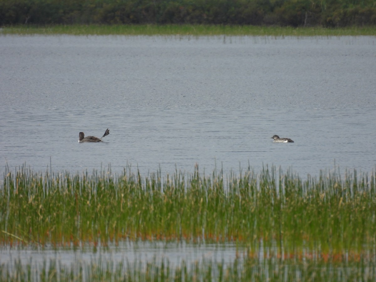 Common Loon - ML640358653