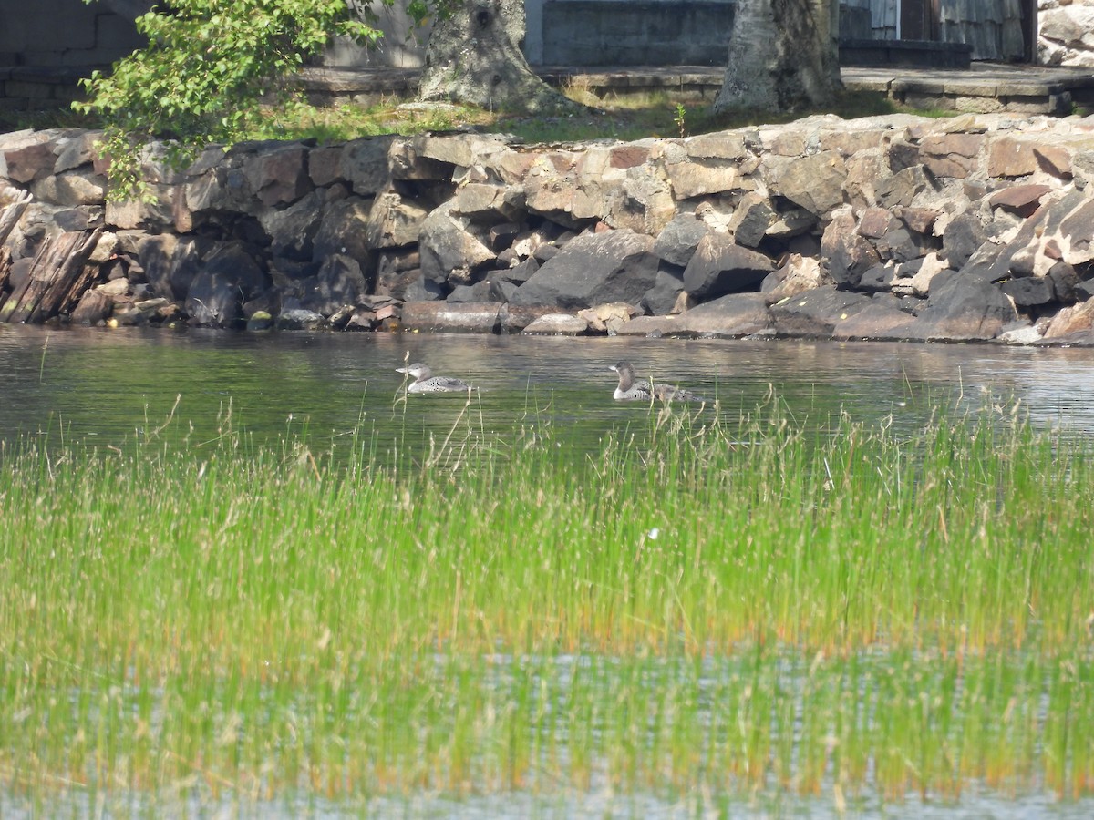 Common Loon - ML640358654