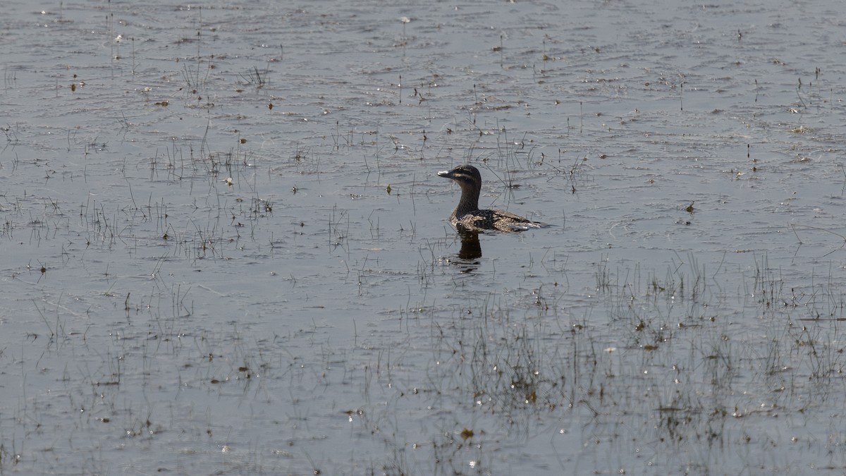 Masked Duck - ML640358657
