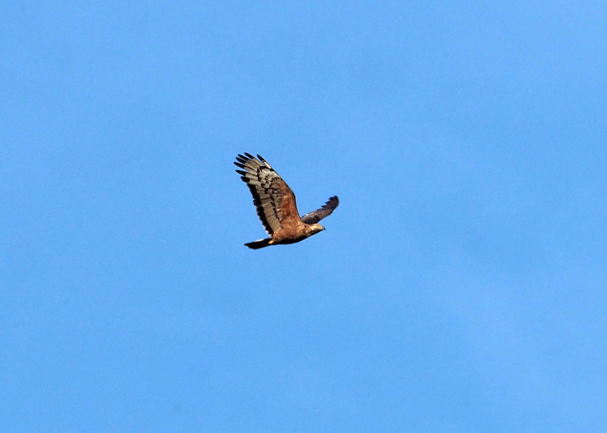 Mountain Serpent-Eagle - ML640358724