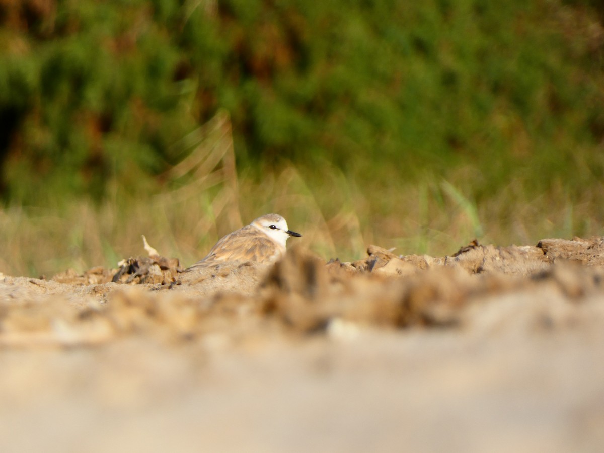 strandlo - ML640358736
