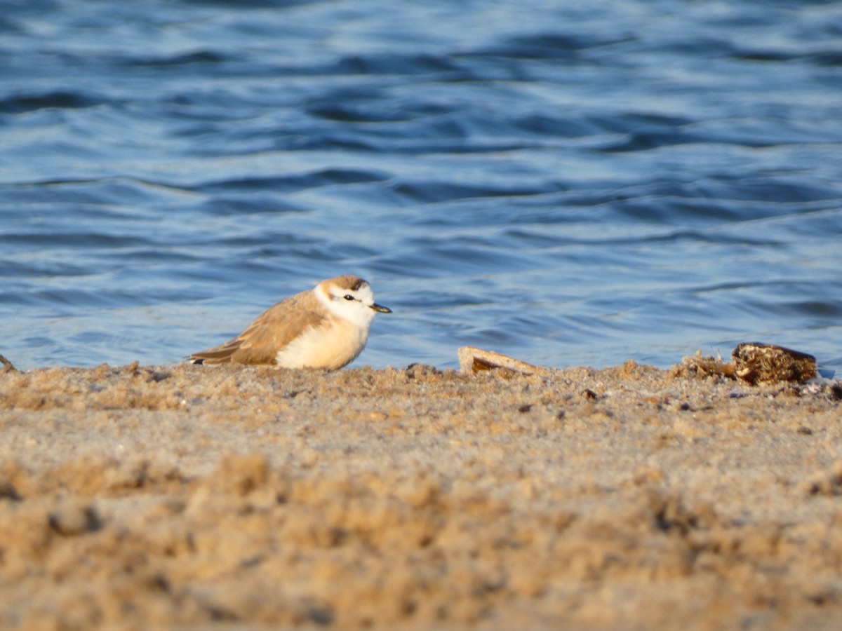 strandlo - ML640358738