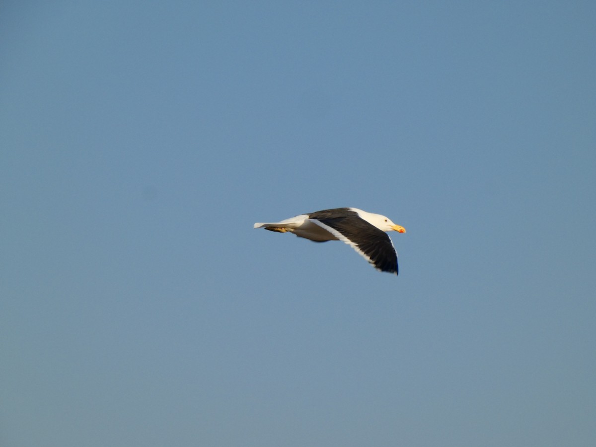 Kelp Gull (vetula) - ML640358769