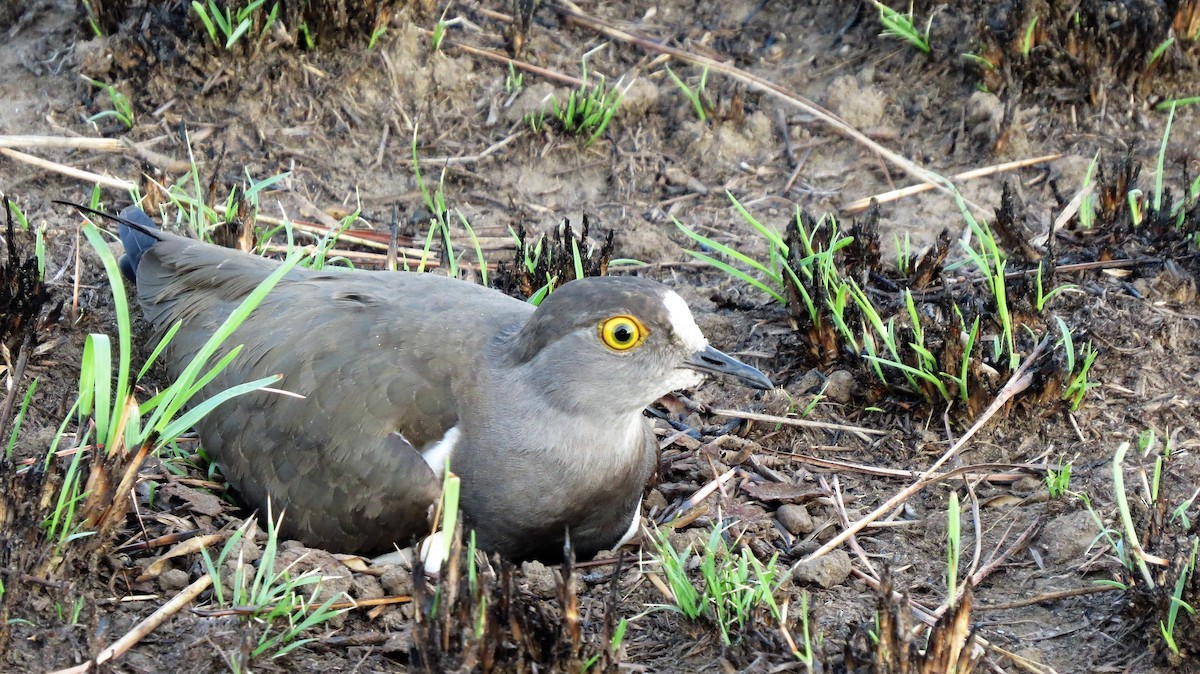 Senegal Lapwing - ML640358789