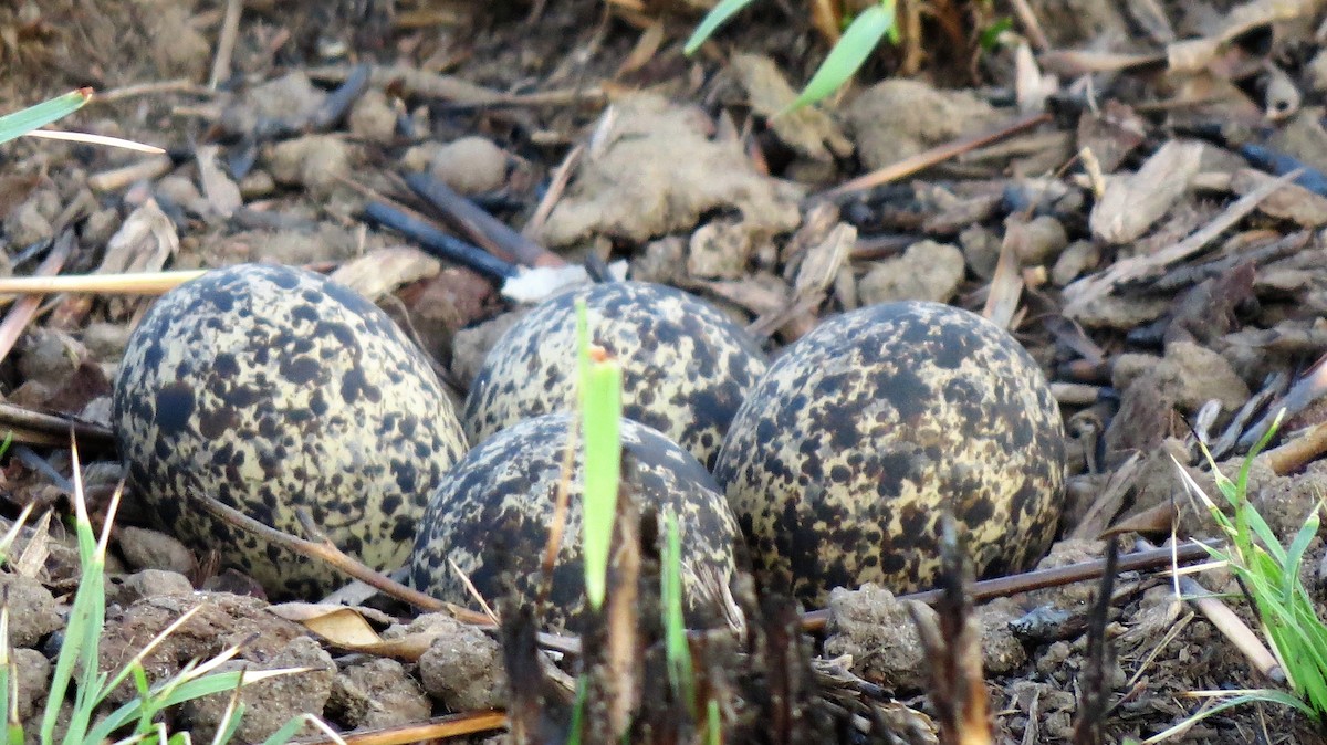 Senegal Lapwing - ML640358799